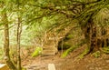 Wooden walkway in El Tejedelo, Teixedelo. Taxus baccata, ancient yew trees in Requejo de Sanabria area of Ã¢â¬â¹Ã¢â¬â¹Sanabria, Zamora,